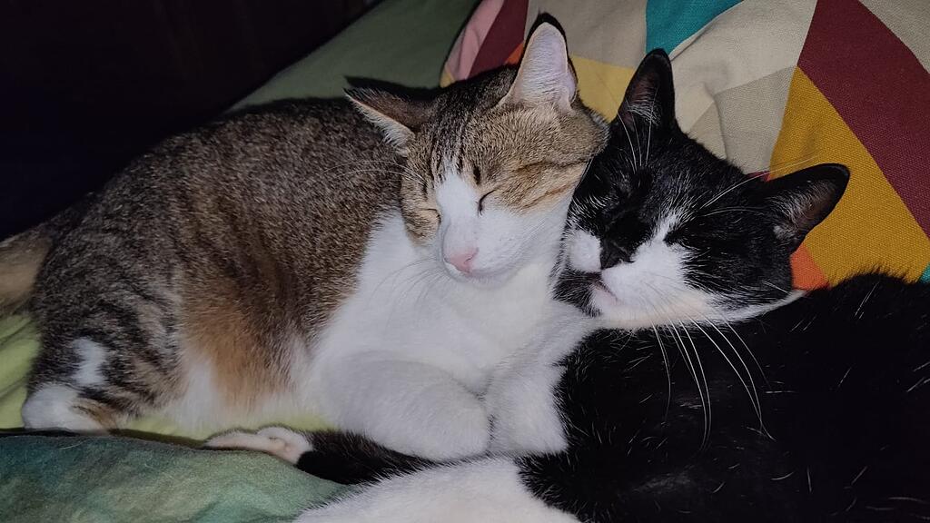 Weltkatzentag 2024