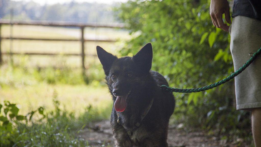 Neues Zuhause für Hunde in Lochen