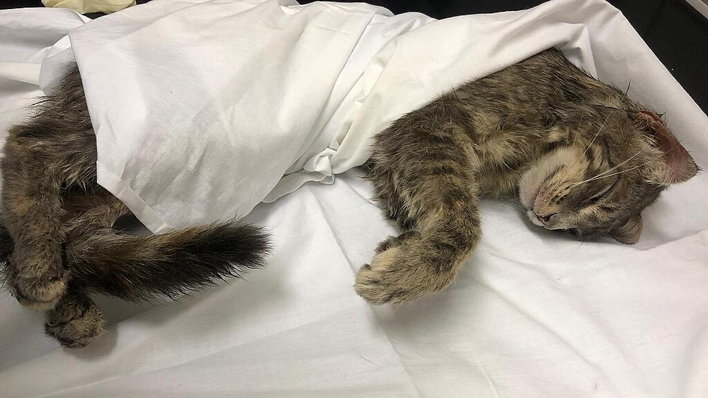 Katze, Graz, Tierquäler