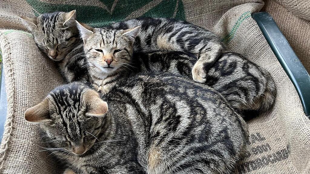 Weltkatzentag 2025