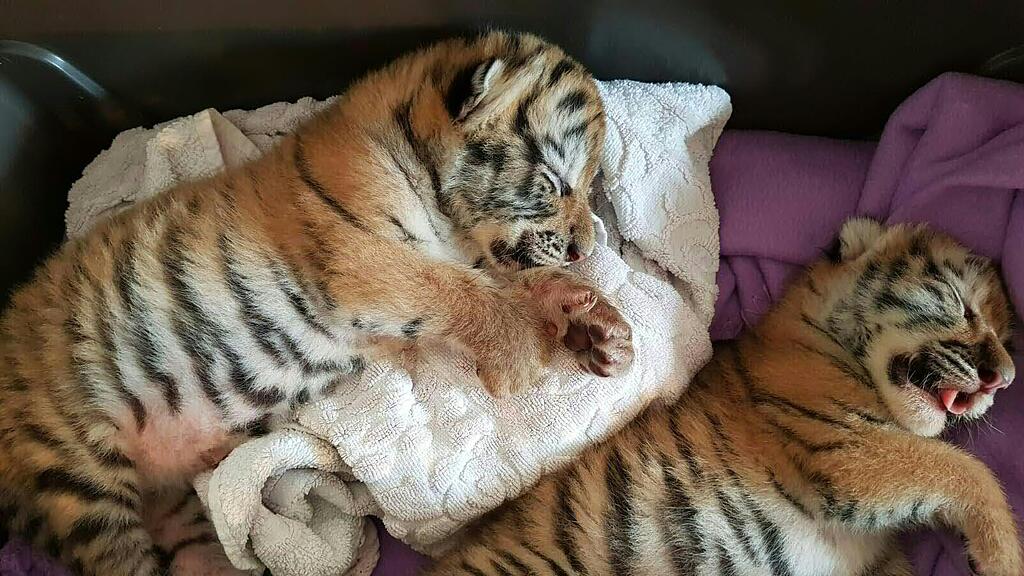 Tigerbabys