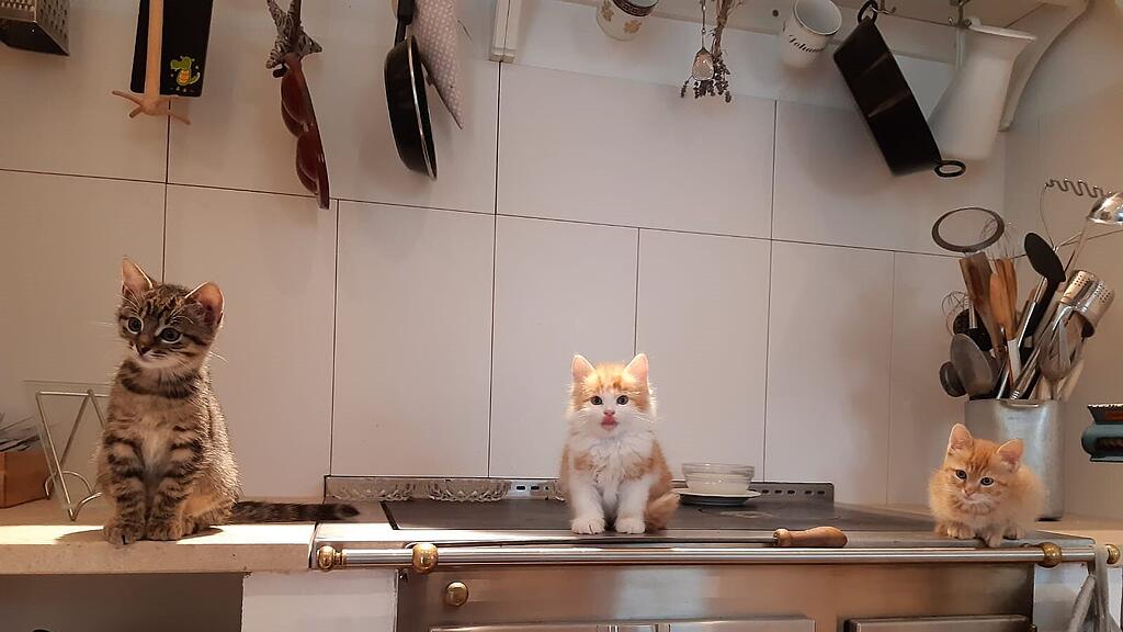 Weltkatzentag 2022