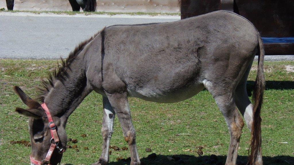 Impressionen der Tiere
