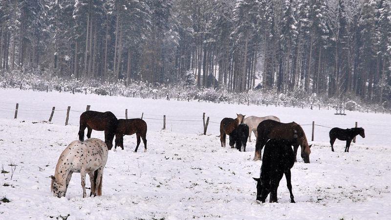 Winter in Grödig