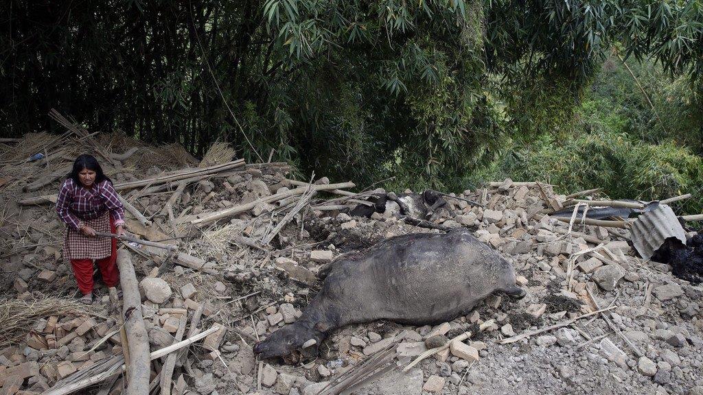 Verheerendes Erdbeben in Nepal
