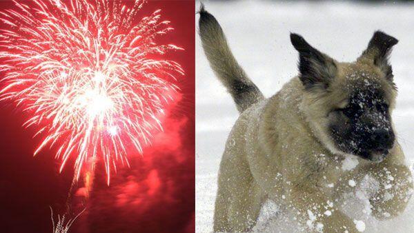 Silvester ist für Hunde kein Vergnügen - Knallerei bedeutet Angst und Stress