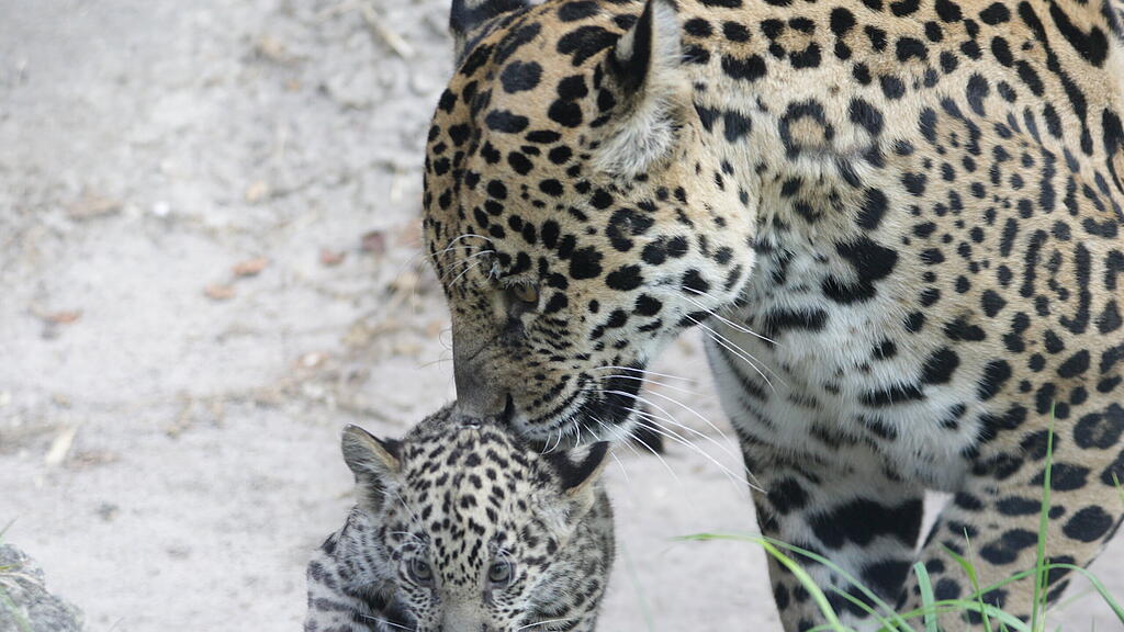 Jaguar-Baby wählt seinen Namen