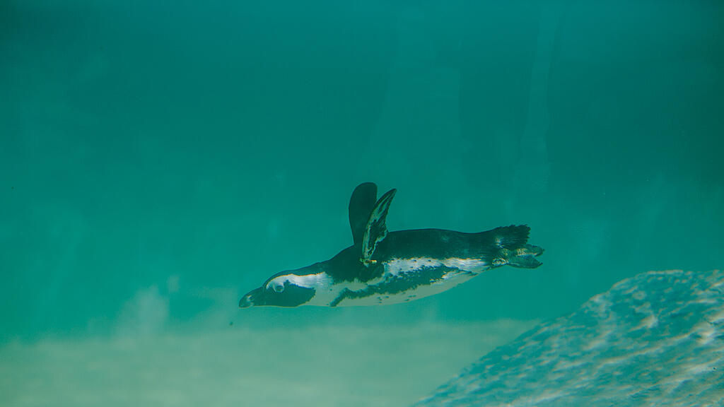 Zoo Salzburg, Brillenpinguin, Pinguin