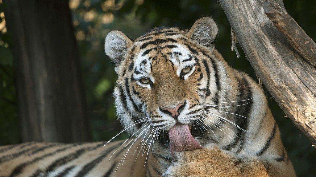 Die Erdmännchen sind die beliebtesten Tiere in Schönbrunn