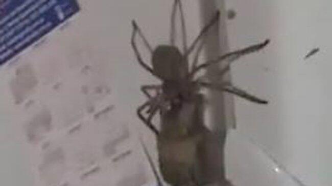 Riesenspinne schleppt Maus ab.