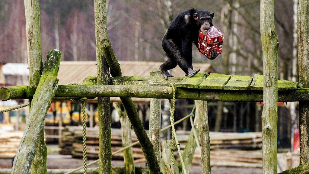 Tierbilder der Woche KW 52
