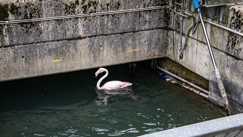 Flamingo, Almkanal