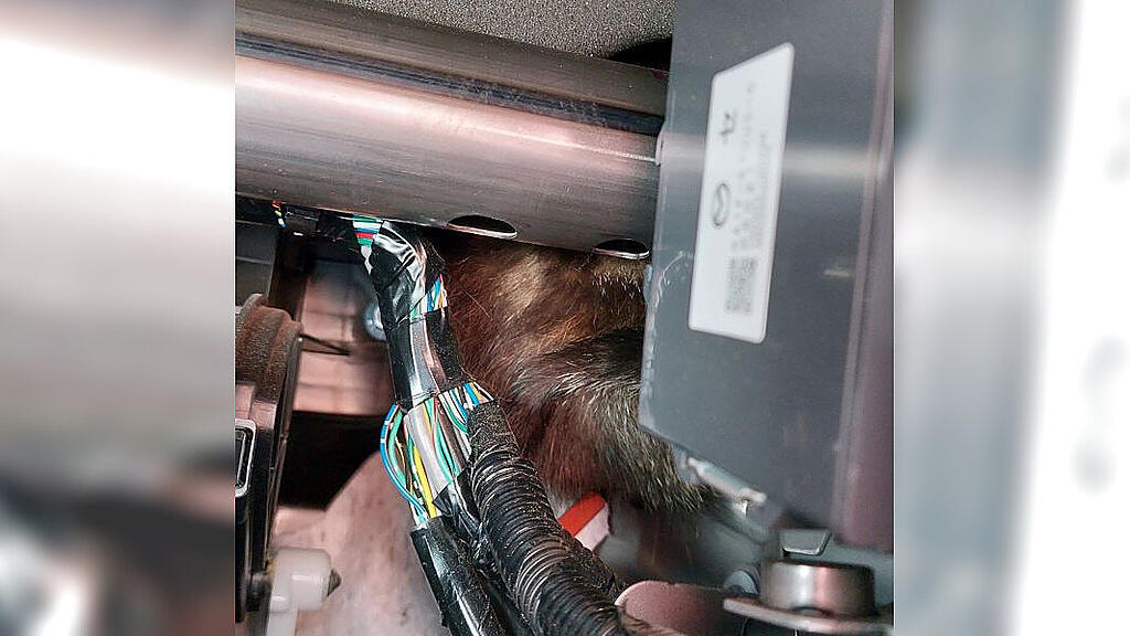 ÖAMTC-Pannenhelfer befreit Katze aus Auto