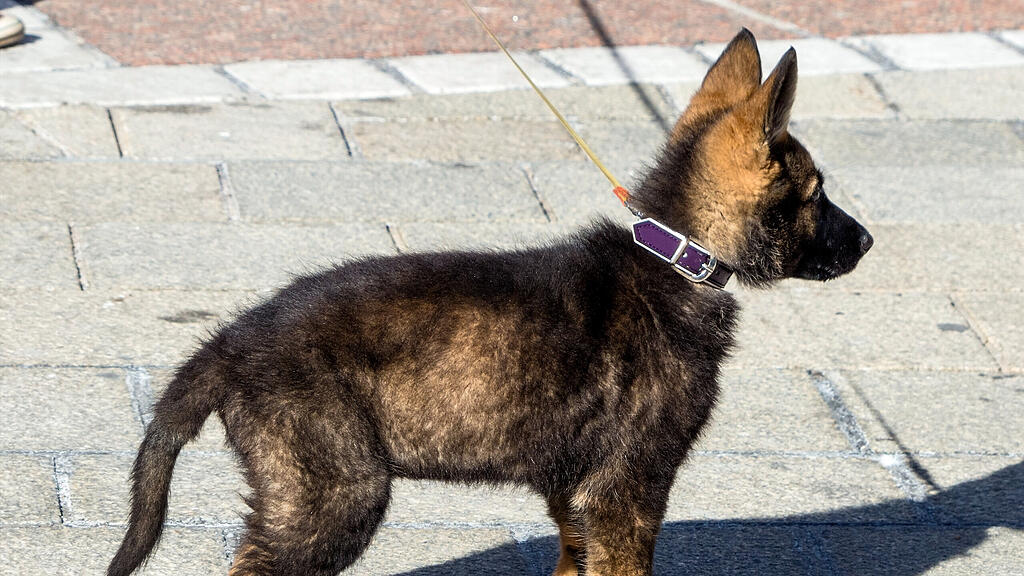 SB, Hund
