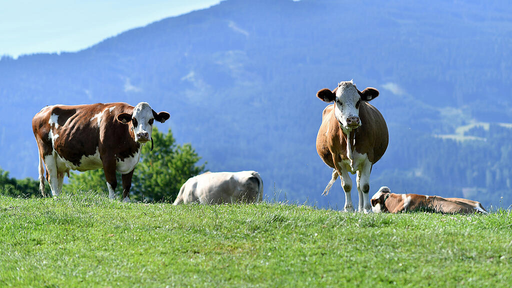 Kuh, Kühe, Rind, Rinder, Milchwirtschaft, Weide