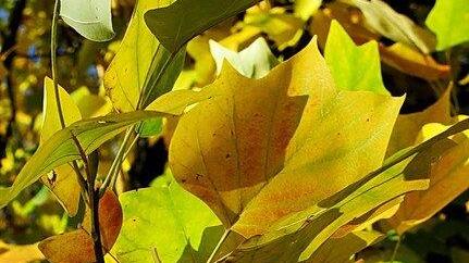 Herbstbilder aus Hellbrunn