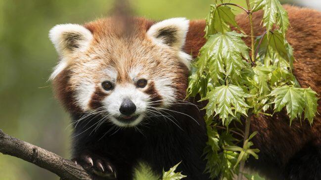 Die Rote Panda-Bärin "Mahalia" im Wiener Tiergarten Schönbrunn hat wieder einen Partner./APA/TIERGARTEN SCHÖNBRUNN/DANIEL ZUPANC