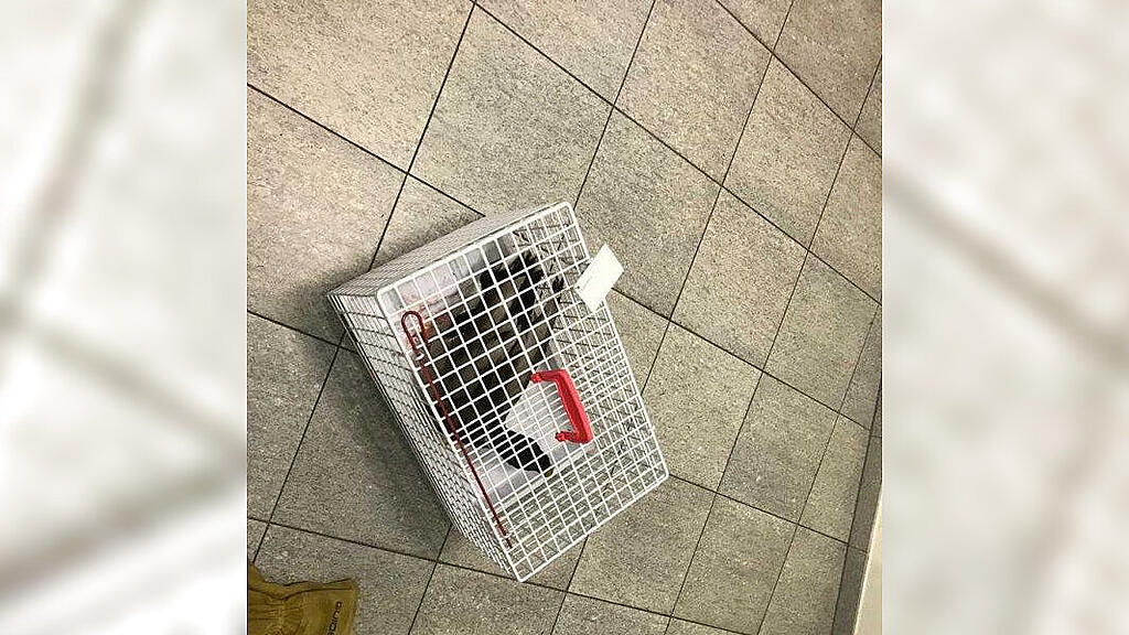 Entenquäler in der Stadt Salzburg