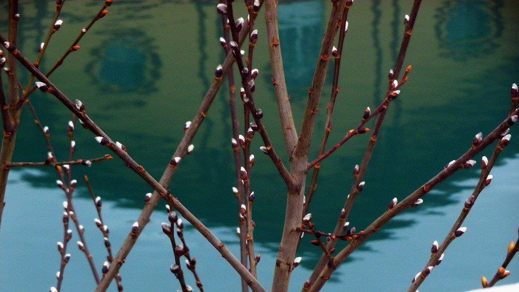 Frühlingserwachen II