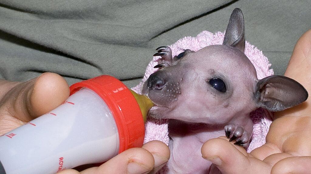 "Sit", das noch nackte Kängurubaby wird mit der Flasche im Zoo Schmiding aufgezogen.