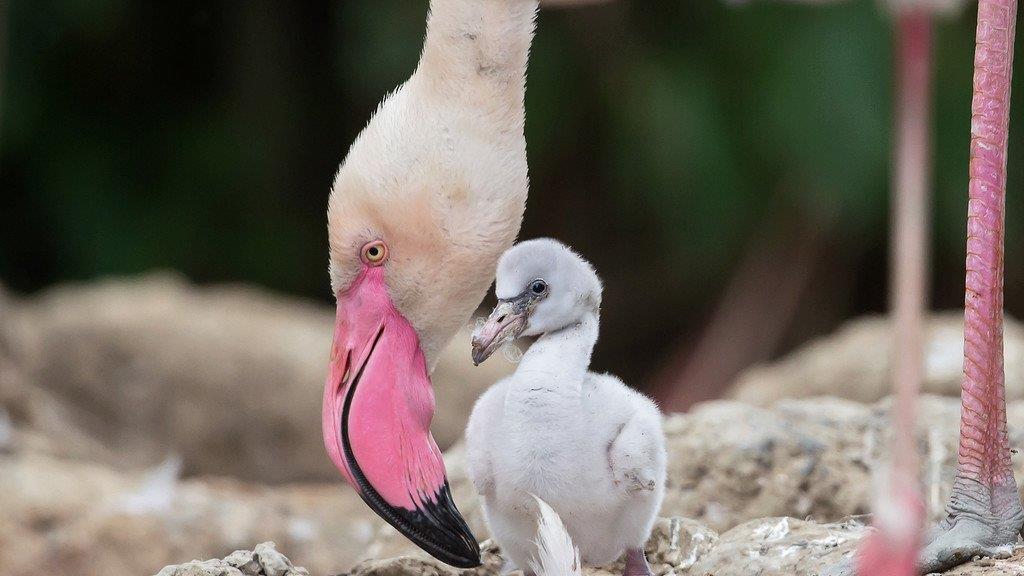 Flamingo-Nachwuchs in Schönbrunn