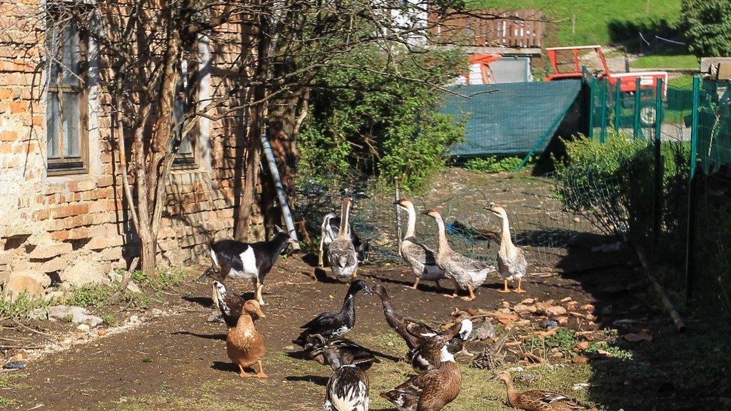 Verwahrloste Tiere in OÖ
