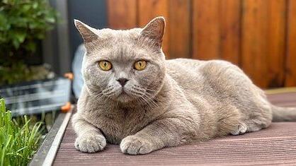 Weltkatzentag 2024