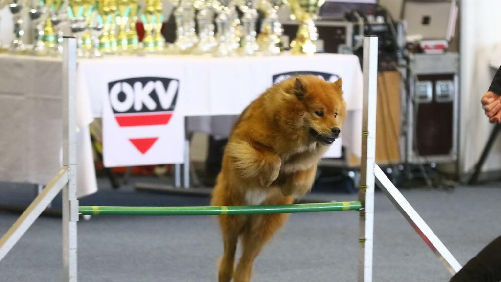 Hunde-Messe in Salzburg
