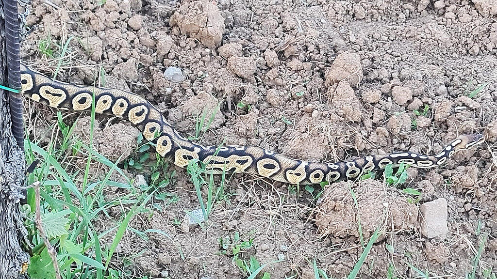 Python_Leobersdorf