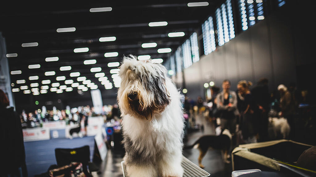 Rassehunde Ausstellung