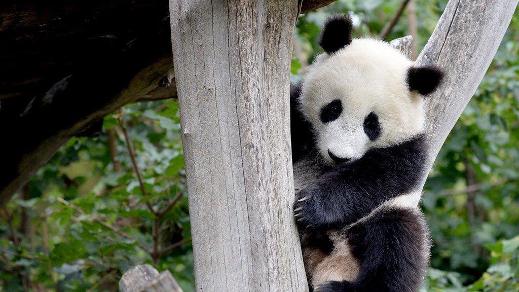 Fu Bao feiert