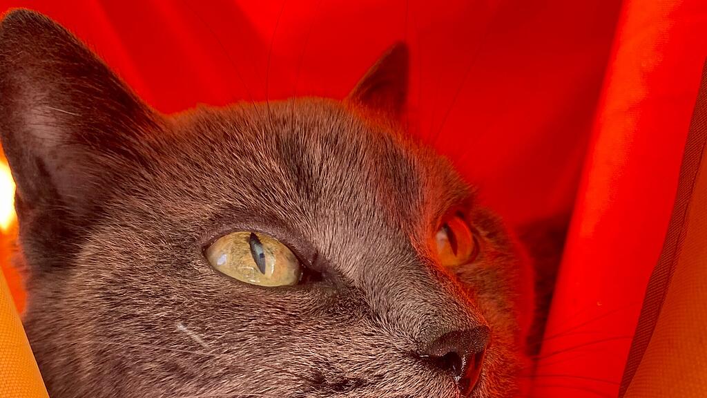 Weltkatzentag 2022