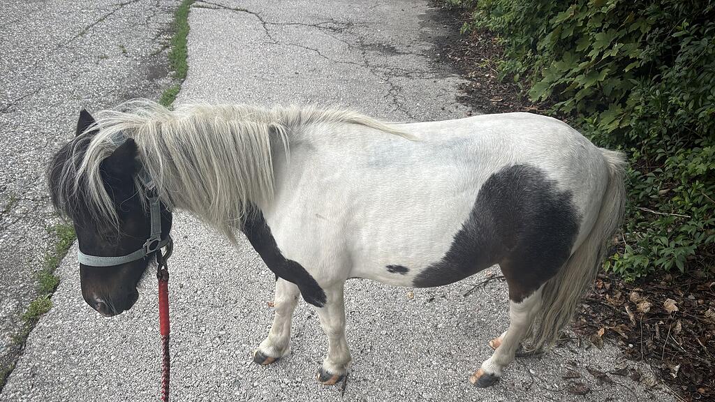 Pony Klagenfurt