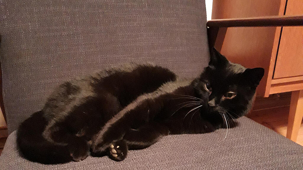 Kater Rocky, Henndorf