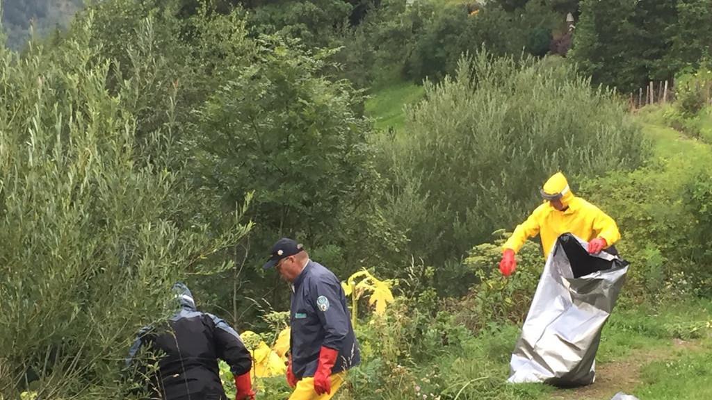 Berg- und Wasserwacht befreit Ramingstein von Riesenbärenklau