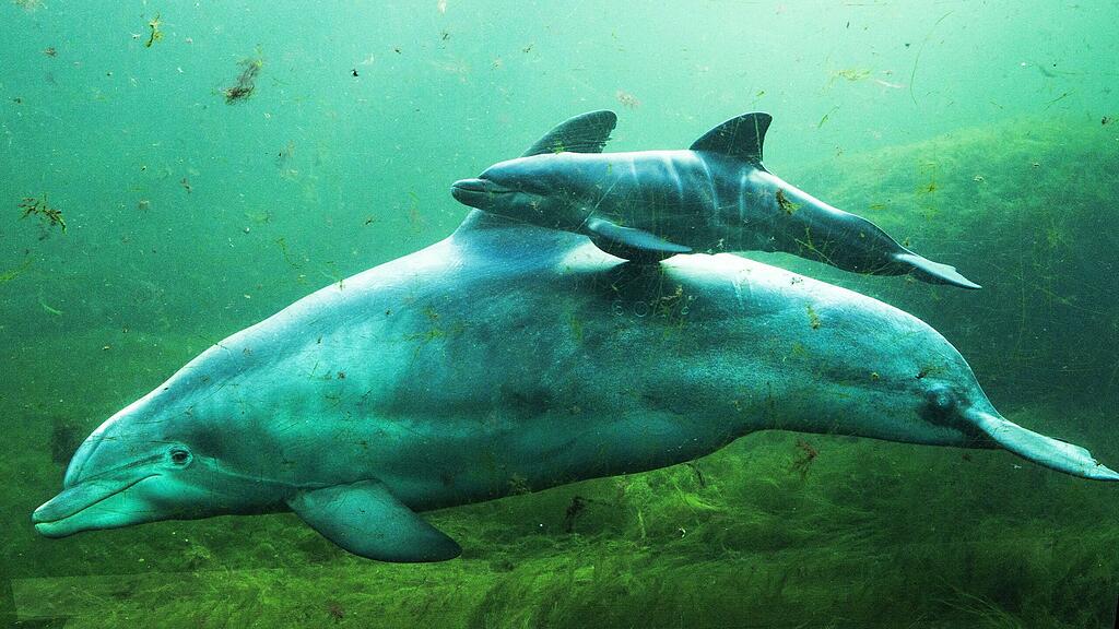Delfin-Mutter "Molly" mit ihrem Baby im Zoo in Harderwijk (Niederlande).