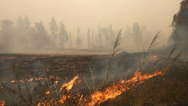 Bei Waldbränden in den USA wurde ein Bärenjunges verletzt.