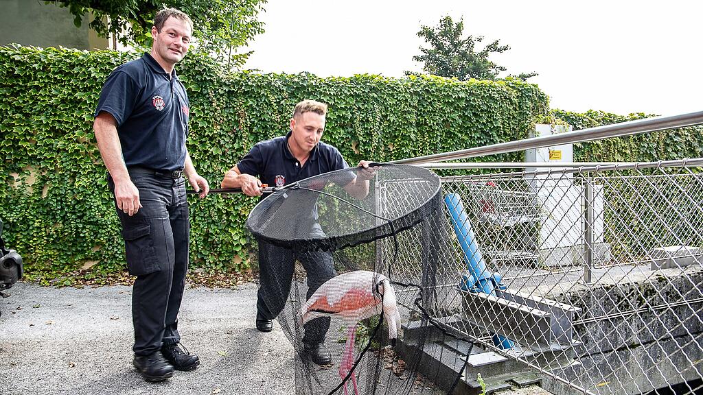 Flamingo aus Almkanal gerettet
