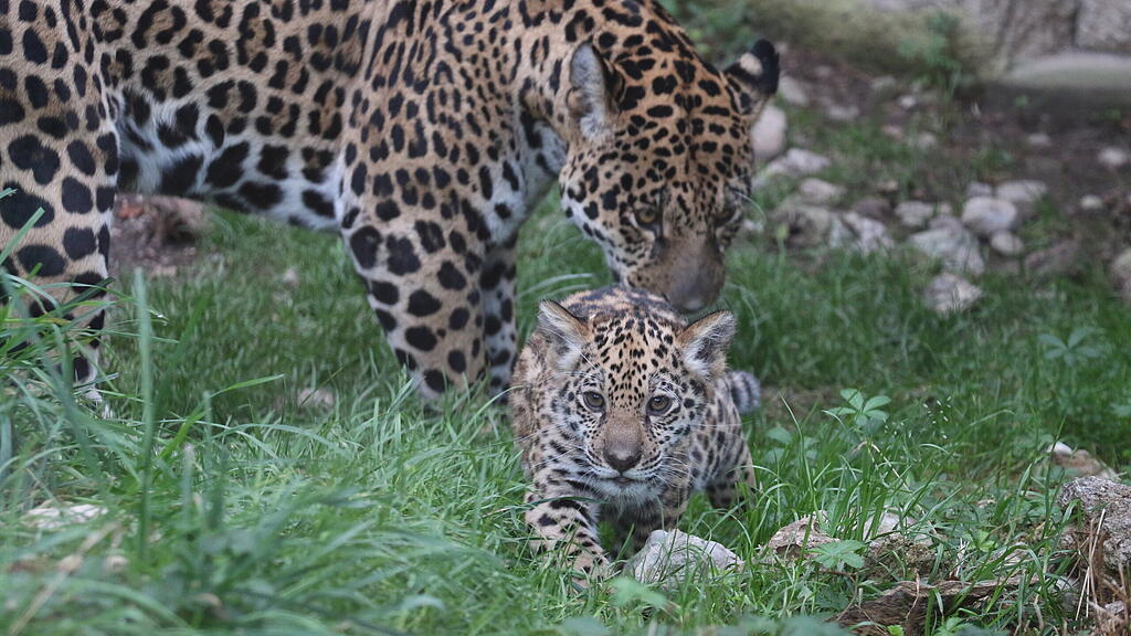 Jaguarnachwuchs