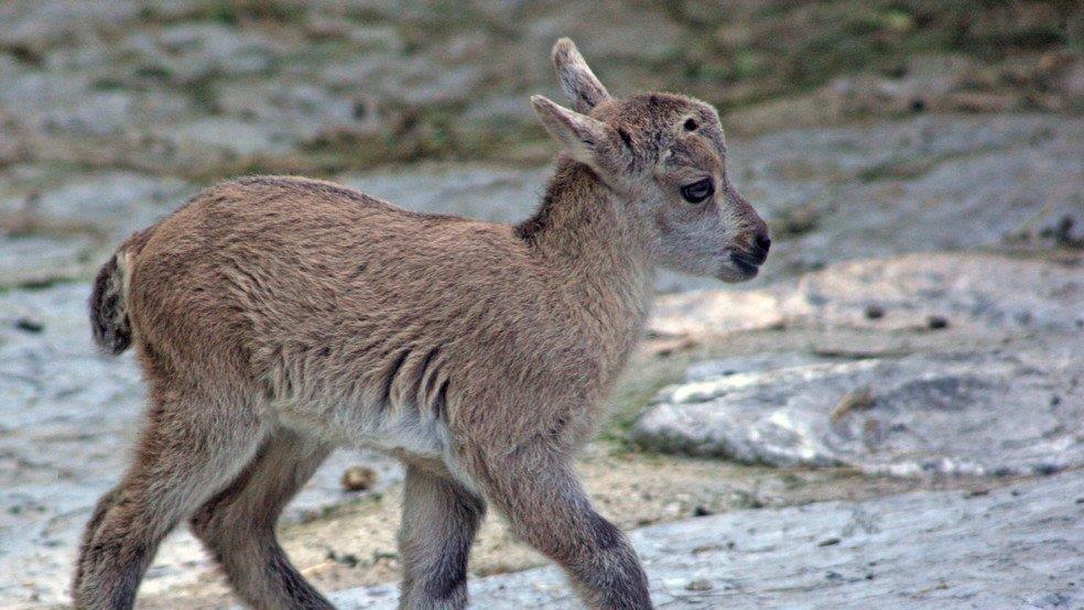 Das jüngste Kitz