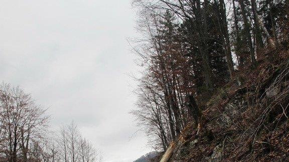 Baum stürzt auf B 305