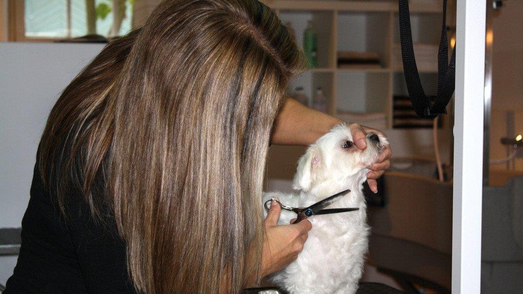 Die Hundefriseurin und ihr "Felldorado"