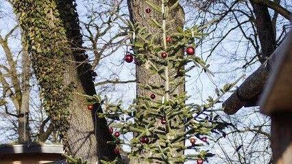 Warten aufs Christkind im Zoo