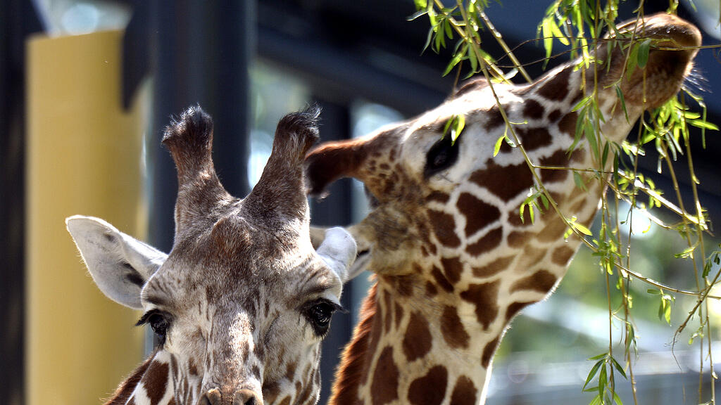 Eine Giraffe sorgte für den Tod eines Filmemachers.