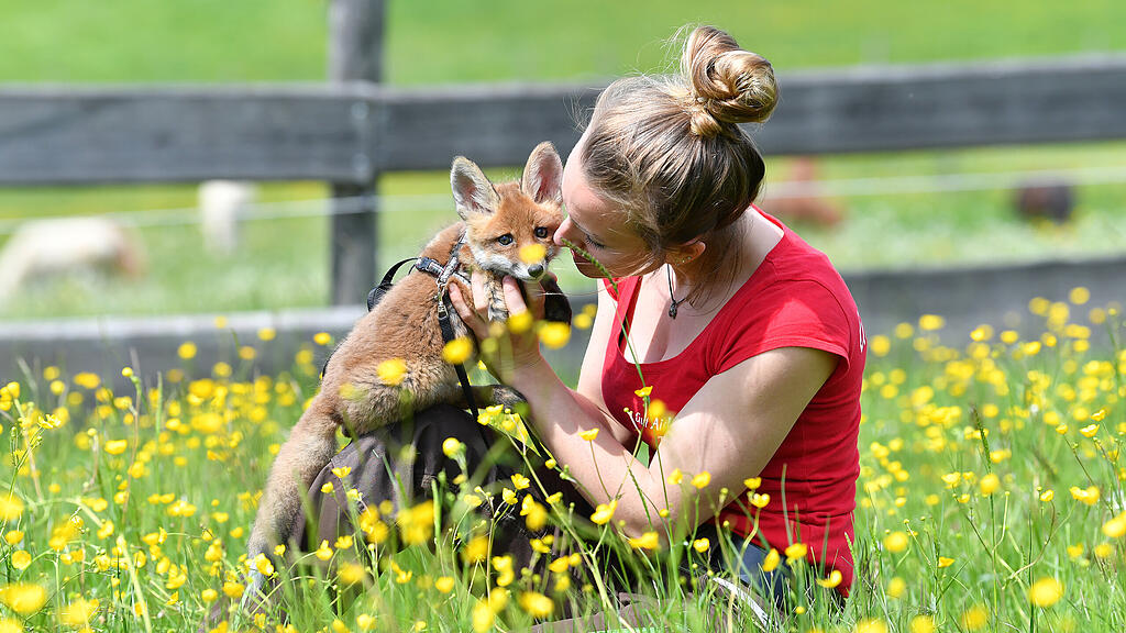 Fuchsbaby Stella, Gut Aiderbichl