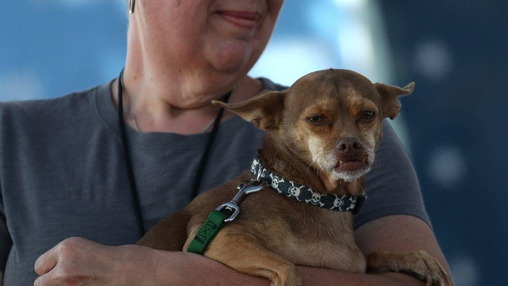 Wahl zum "Hässlichsten Hund"