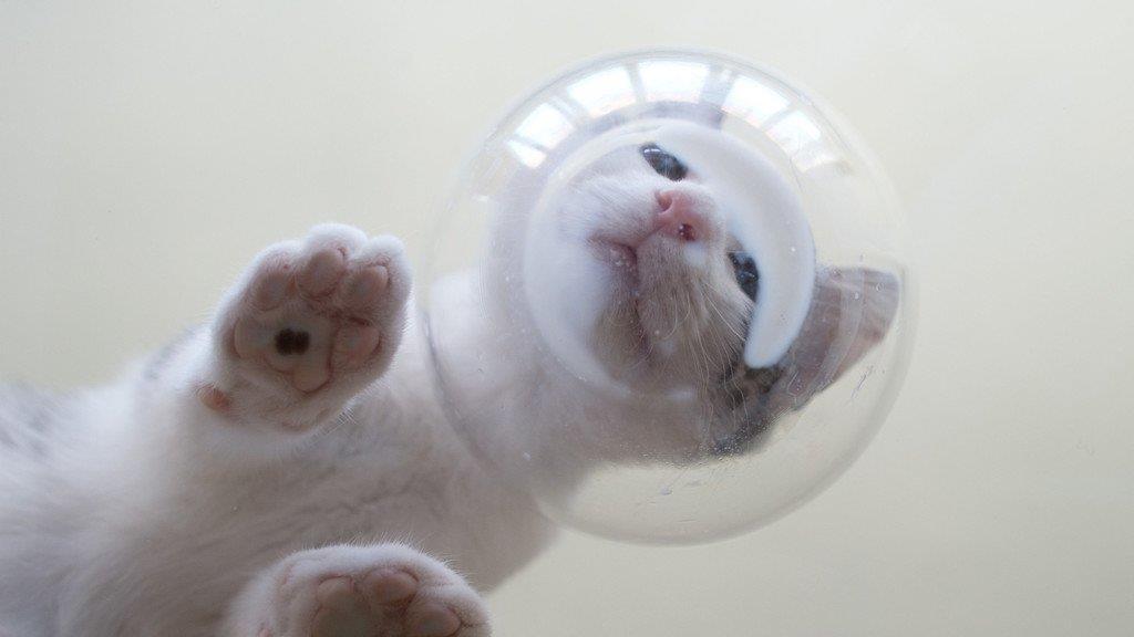 Die besten Tierbilder KW 30