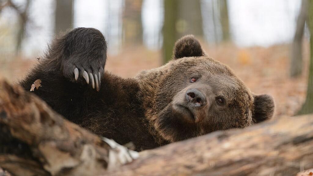 Wo ist der Bär geblieben?