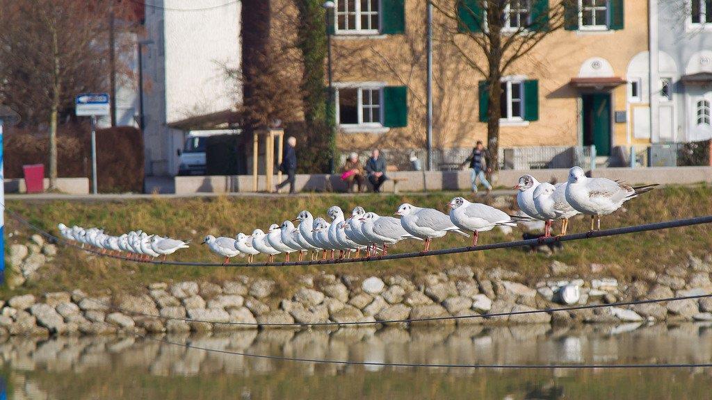 Frühling in Salzburg
