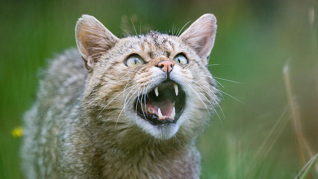 Wildkatze